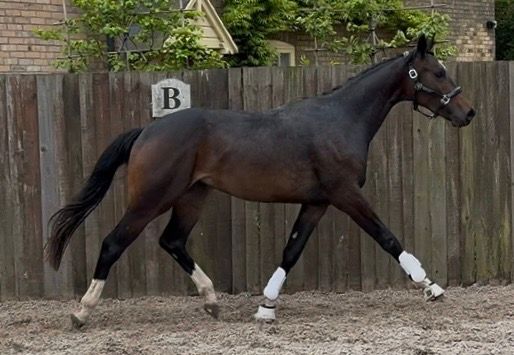kwpn dressuurpaard ruin 2 jaar bruin te koop - Foto 4