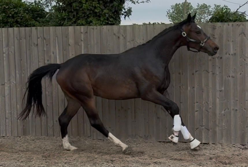 kwpn dressuurpaard ruin 2 jaar bruin te koop - Foto 5