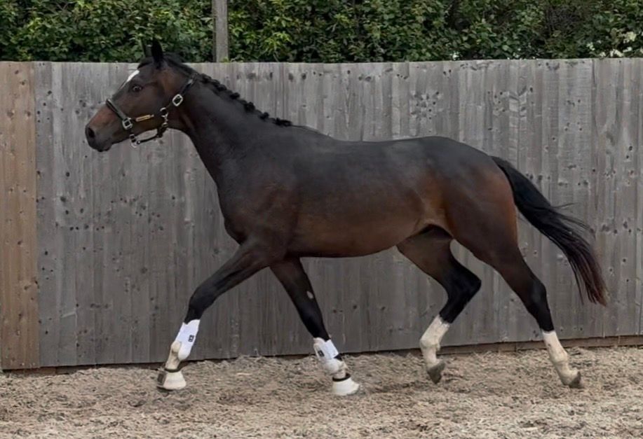kwpn dressuurpaard ruin 2 jaar bruin te koop - Foto 6