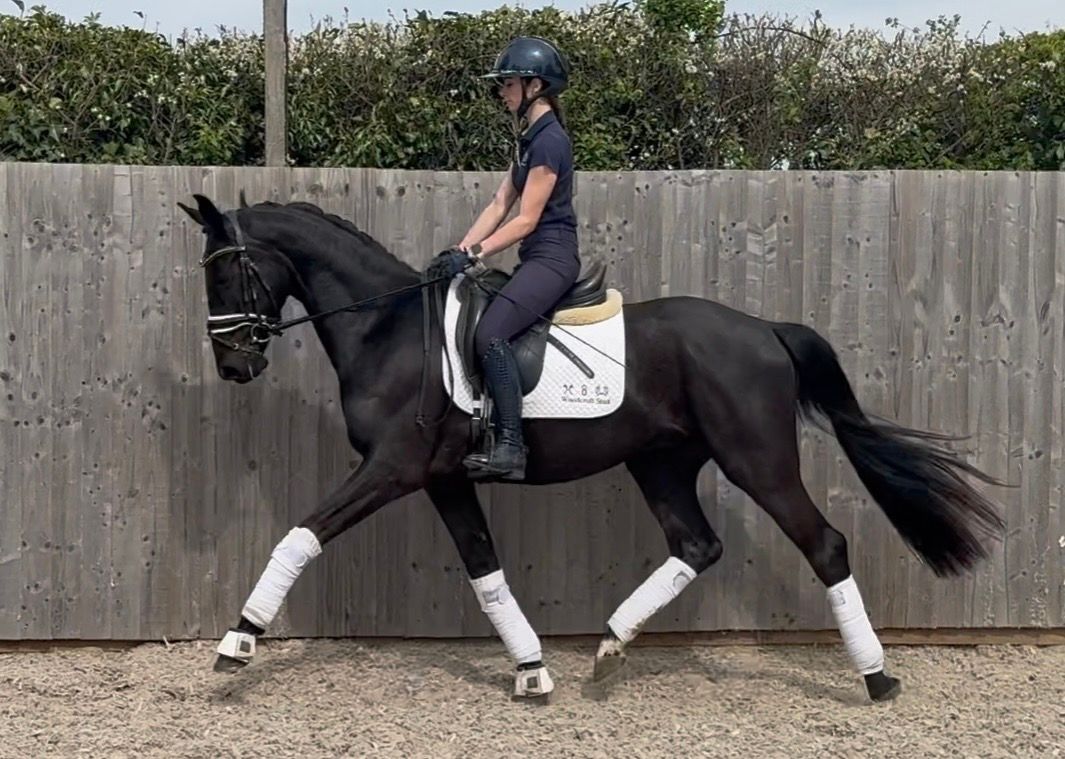 3 Year Old Oldenburg Gelding By Silver Royal / Sir Donnerhall