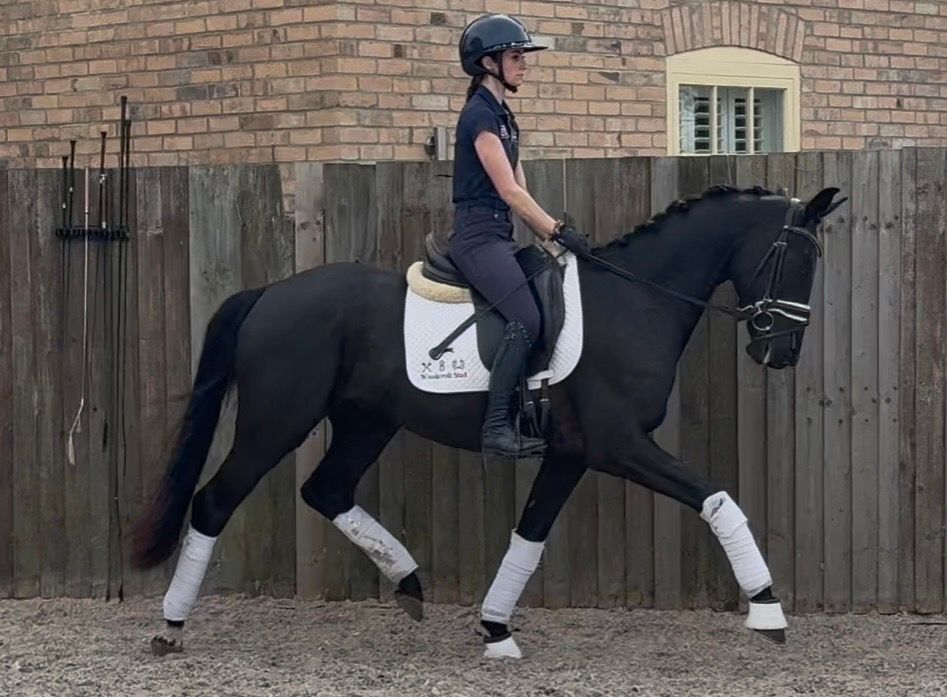 oldenburg dressuurpaard ruin 3 years old zwart for sale - Photo 4