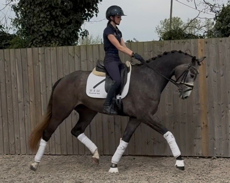 oldenburg dressuurpaard merrie 3 years old schimmel for sale - Photo 2
