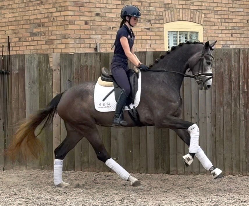 oldenburg dressuurpaard merrie 3 years old schimmel for sale - Photo 3