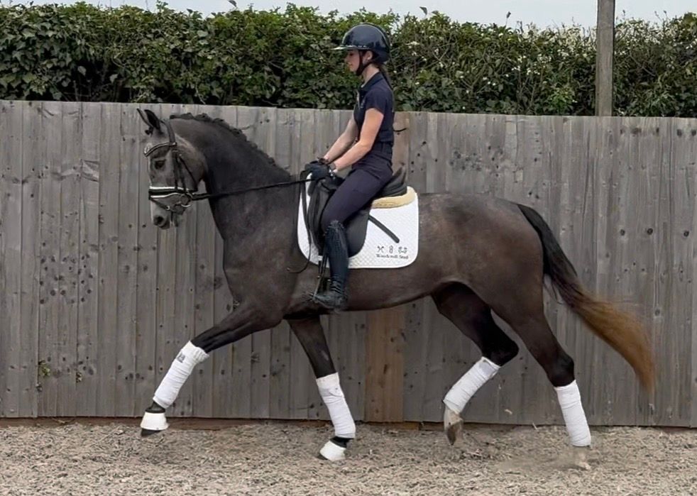 oldenburg dressuurpaard merrie 3 years old schimmel for sale - Photo 4