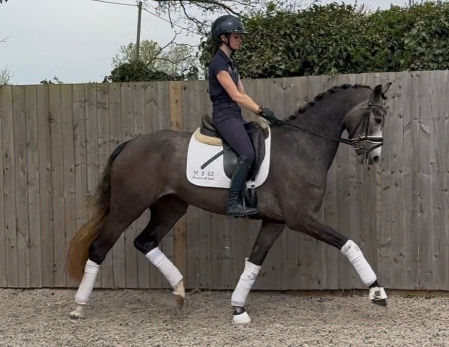 oldenburg dressuurpaard merrie 3 years old schimmel for sale - Photo 5
