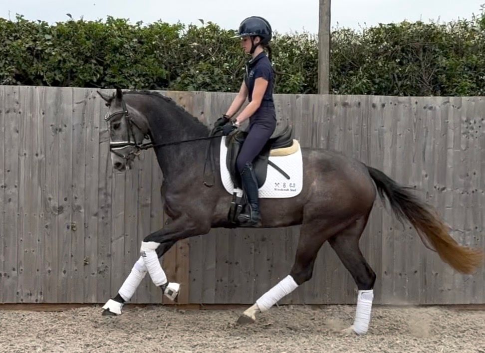 oldenburg dressuurpaard merrie 3 years old schimmel for sale - Photo 6