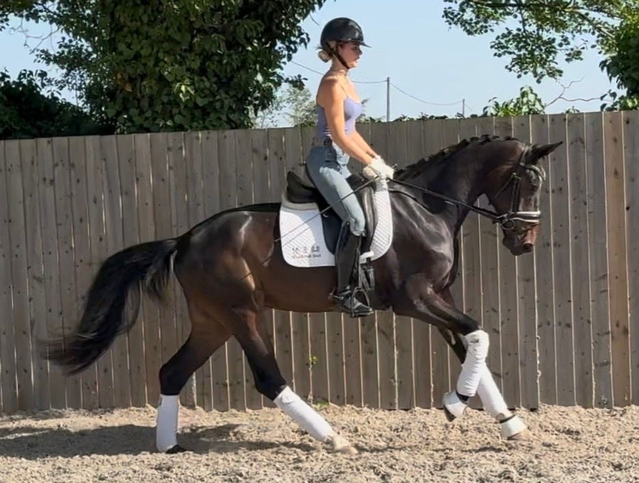 3 Year Old AES Gelding By Silvers Cassandro / Rhodiamant
