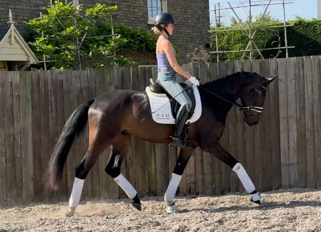 anglo-europees dressuurpaard ruin 3 years old donkerbruin for sale - Photo 2