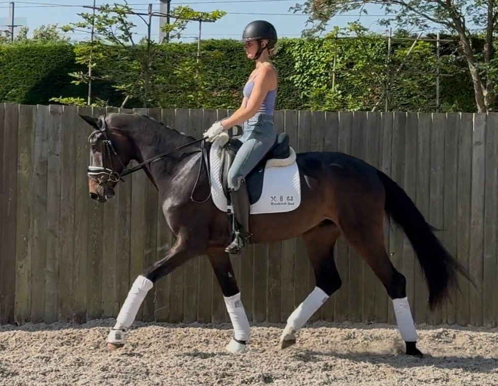anglo-europees dressuurpaard ruin 3 years old donkerbruin for sale - Photo 3