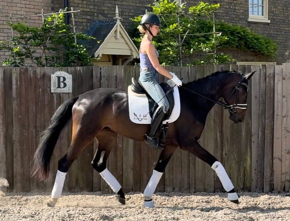 anglo-europees dressuurpaard ruin 3 years old donkerbruin for sale - Photo 4