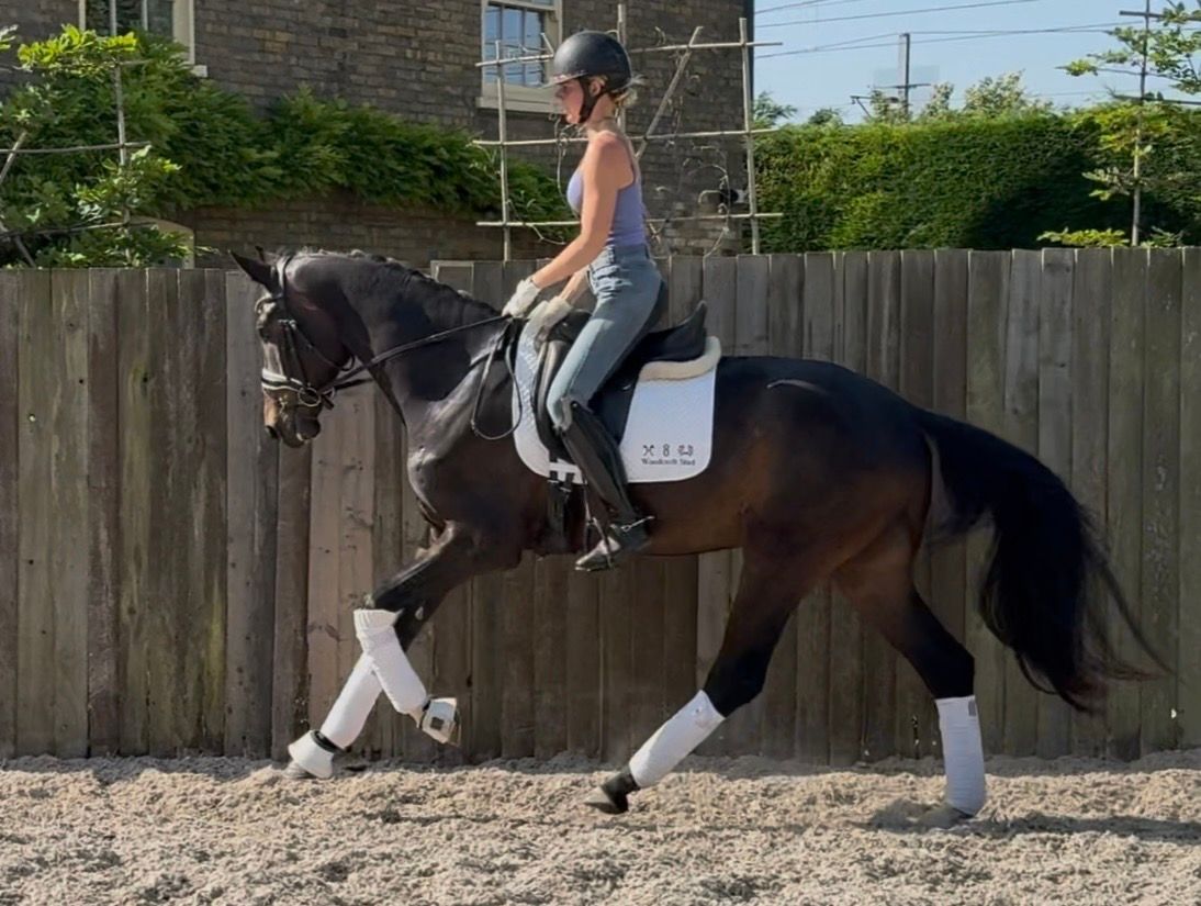 anglo-europees dressuurpaard ruin 3 years old donkerbruin for sale - Photo 5