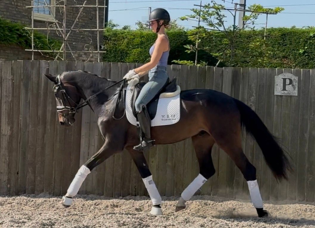anglo-europees dressuurpaard ruin 3 years old donkerbruin for sale - Photo 6
