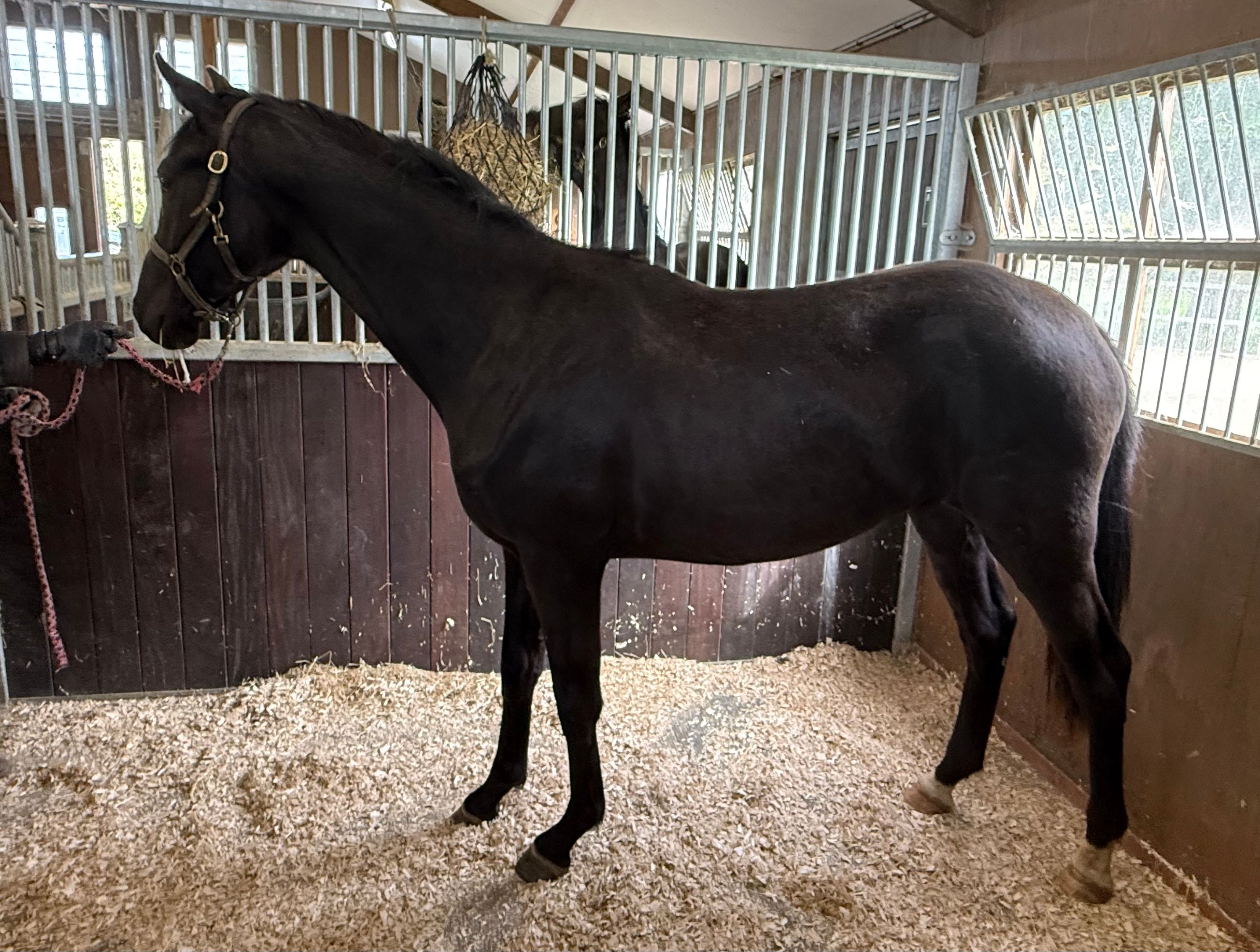 kwpn dressuurpaard merrie 2 years old for sale - Photo 2