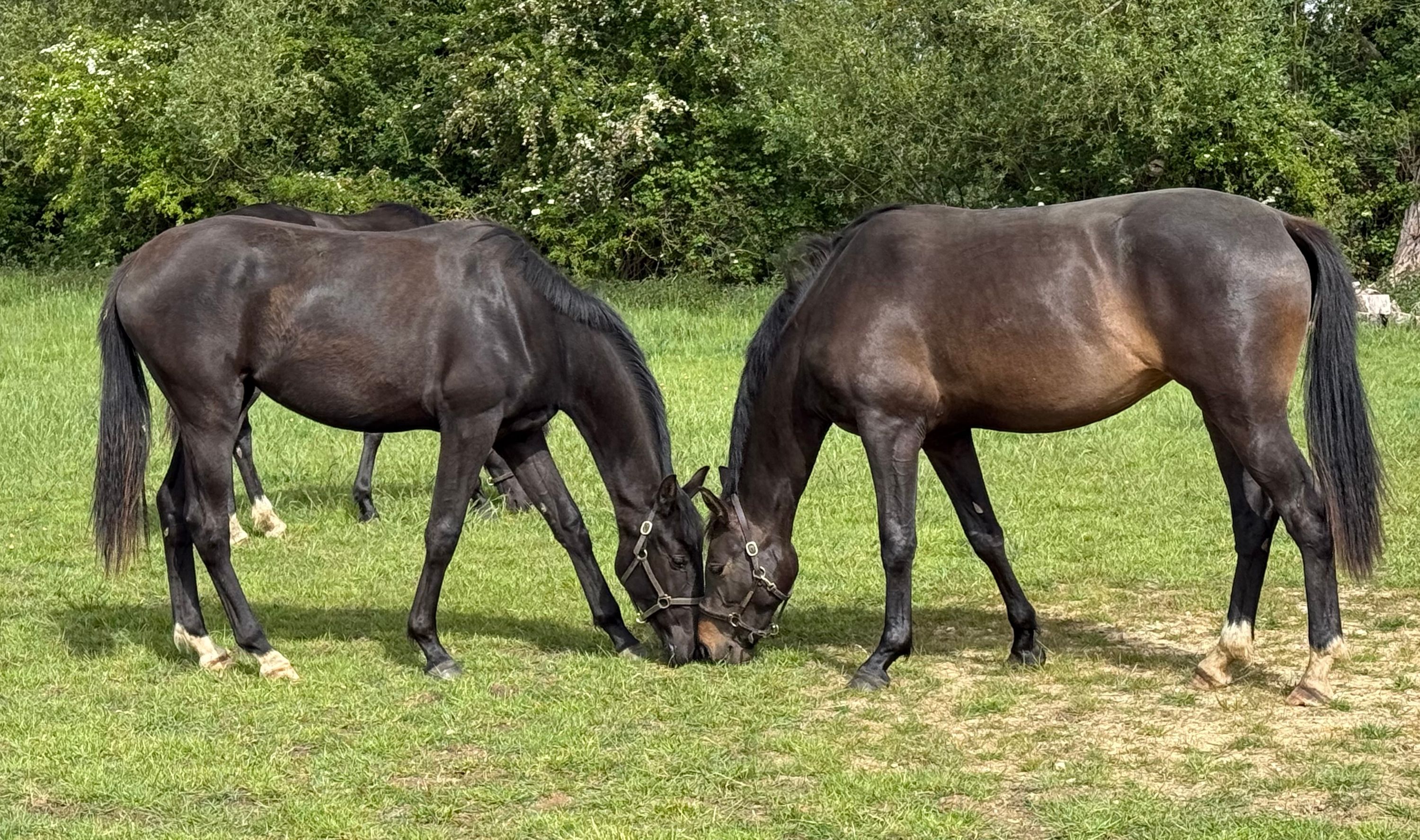 kwpn dressuurpaard merrie 2 years old for sale - Photo 3