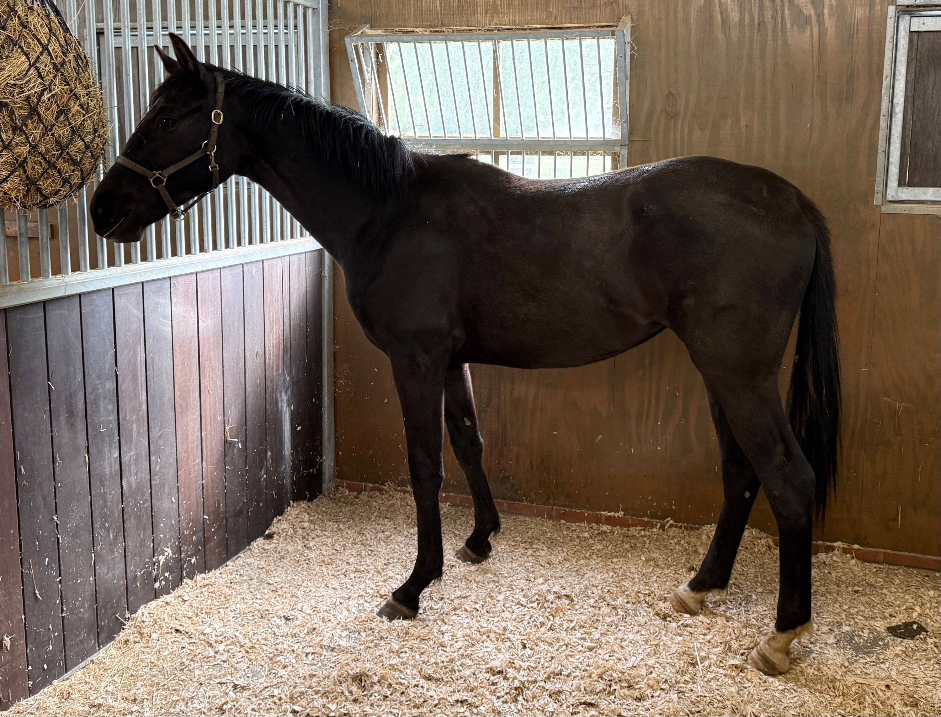 kwpn dressuurpaard merrie 2 years old for sale - Photo 4