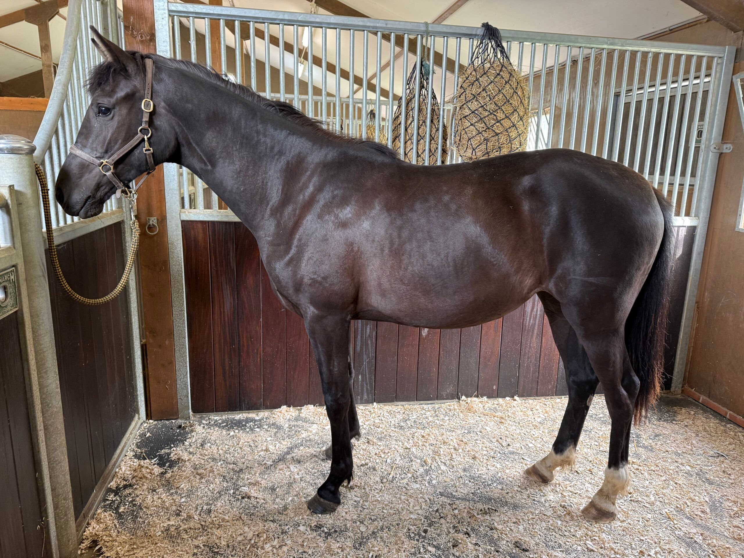 2 Year Old KWPN Mare By Extreme US / Secret