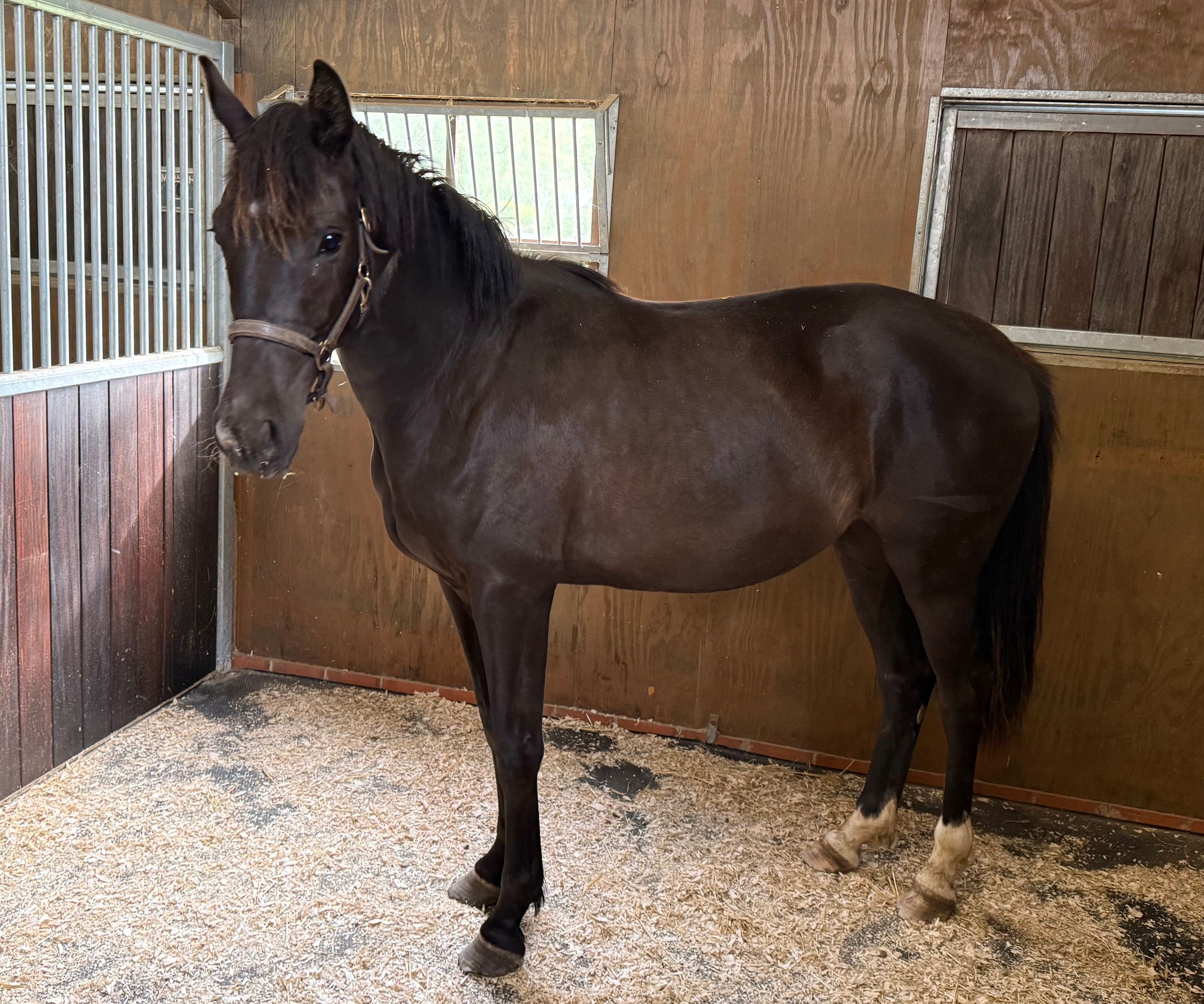 kwpn dressuurpaard merrie 2 years old for sale - Photo 4