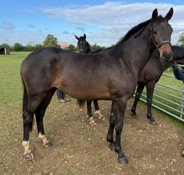 2 Year Old AES Mare By Kjento / Bellissimo M