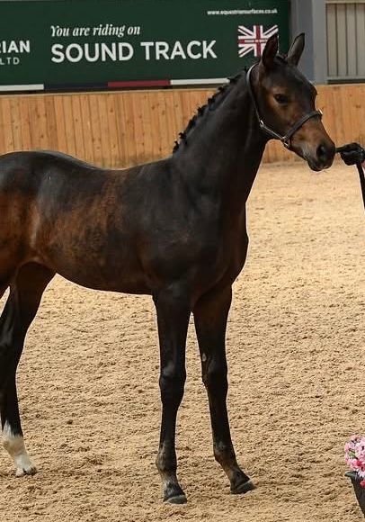 anglo-europees dressuurpaard merrie 2 years old for sale - Photo 2