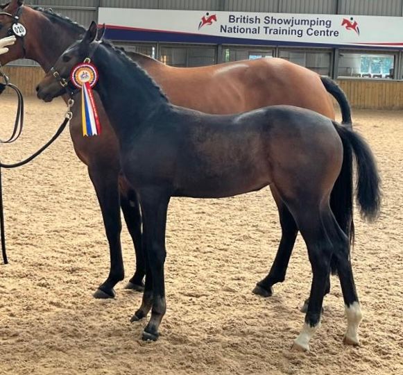 anglo-europees dressuurpaard merrie 2 years old for sale - Photo 4