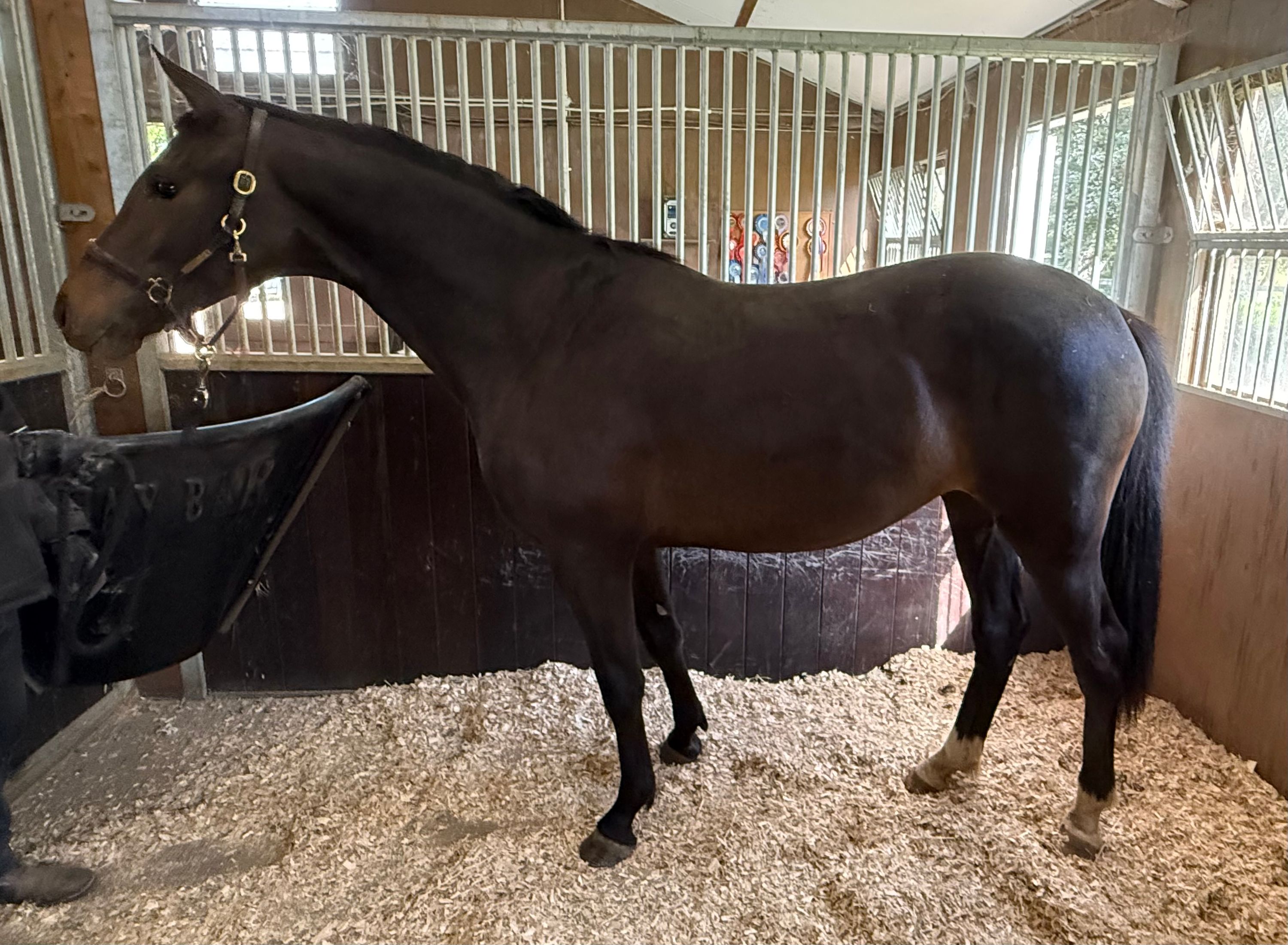 anglo-europees dressuurpaard merrie 2 years old for sale - Photo 6