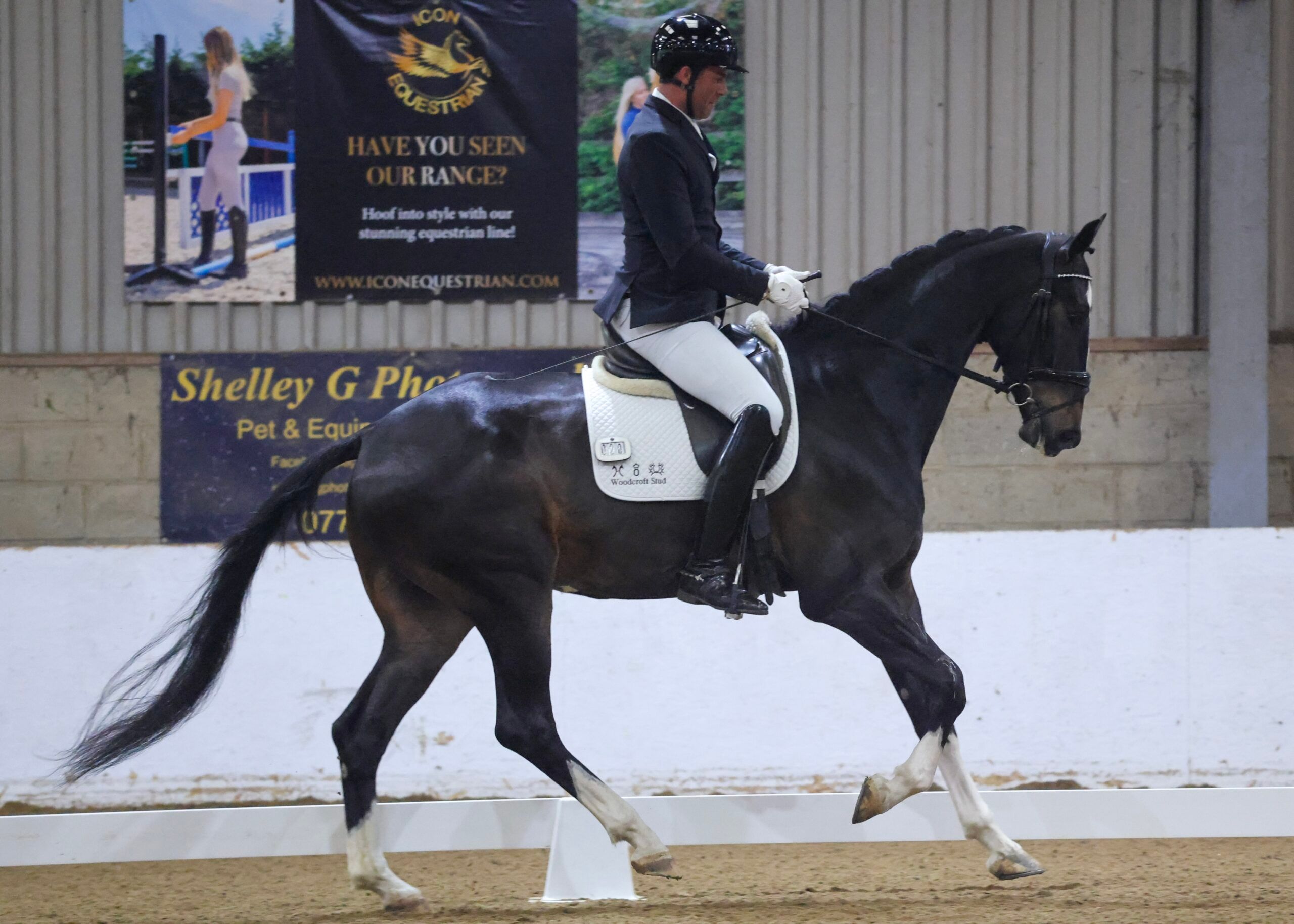 4 Year Old KWPN Gelding by Jameson RS2 / Flemmingh