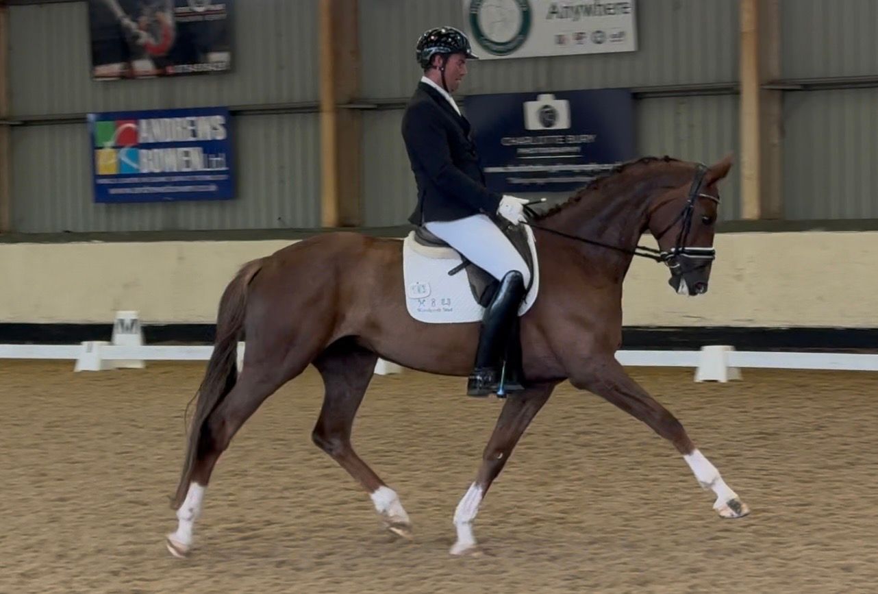 6 Year Old KWPN Mare by Lantanas / Everdale