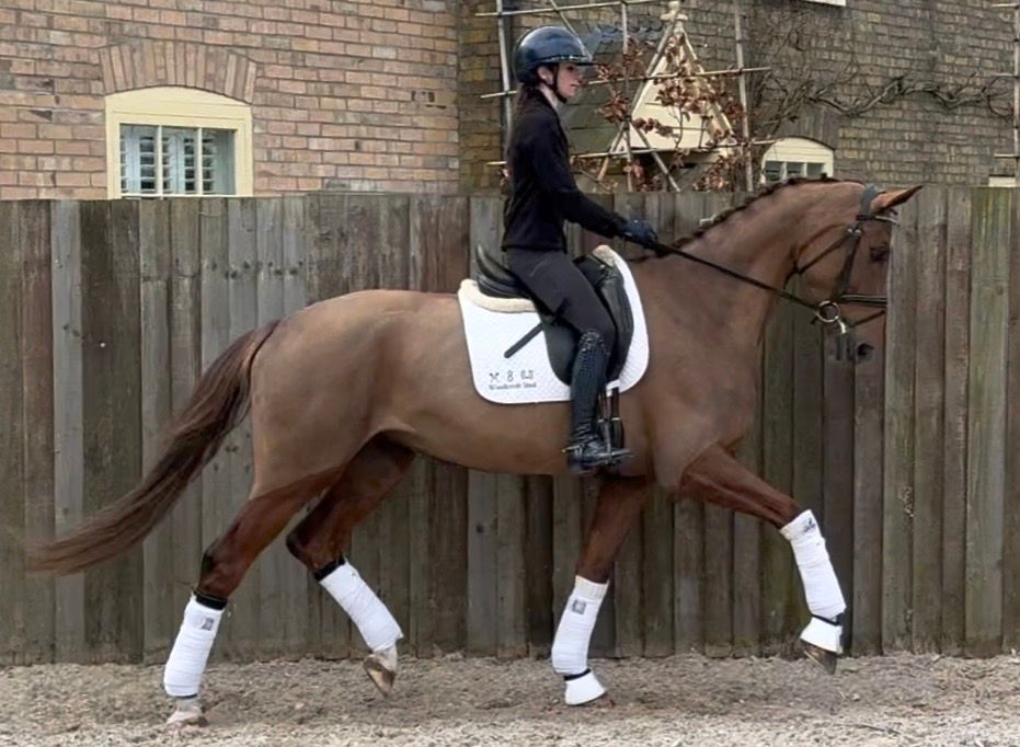 kwpn dressuurpaard merrie 6 years old vos for sale - Photo 2