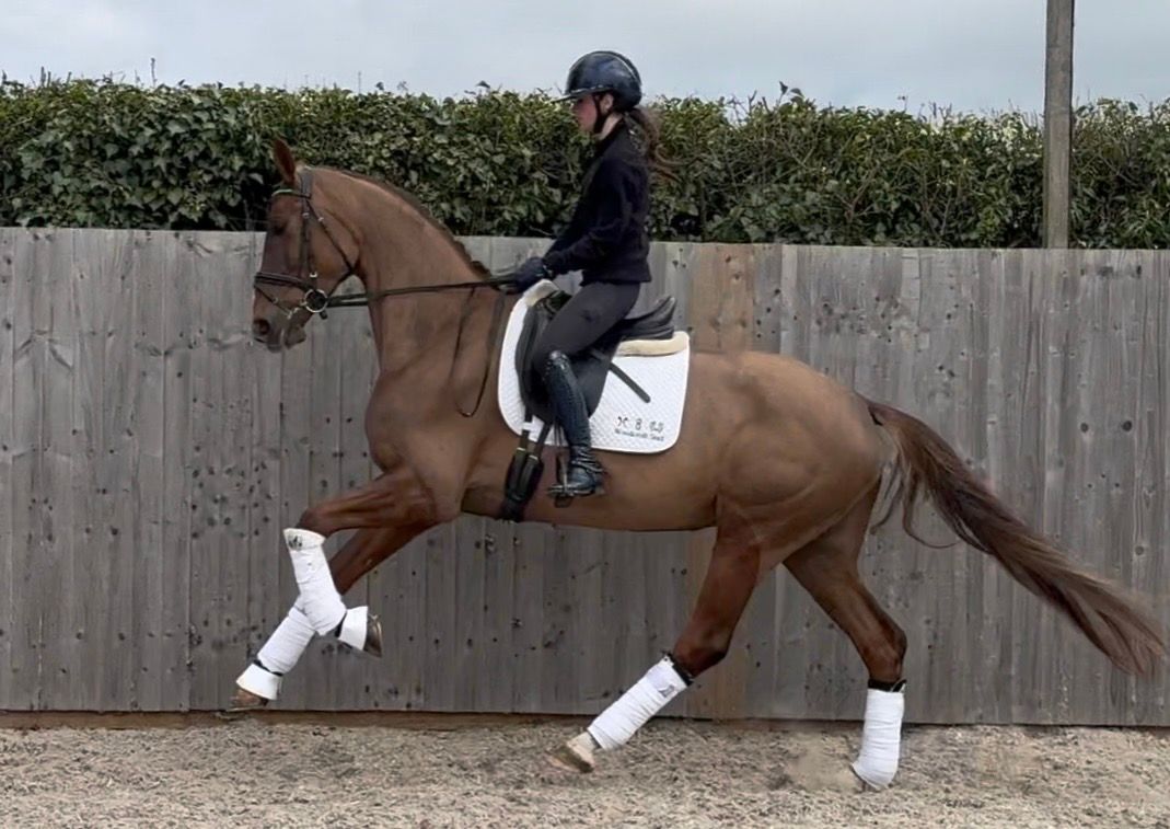 kwpn dressuurpaard merrie 6 years old vos for sale - Photo 3