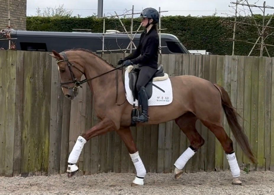 kwpn dressuurpaard merrie 6 years old vos for sale - Photo 4