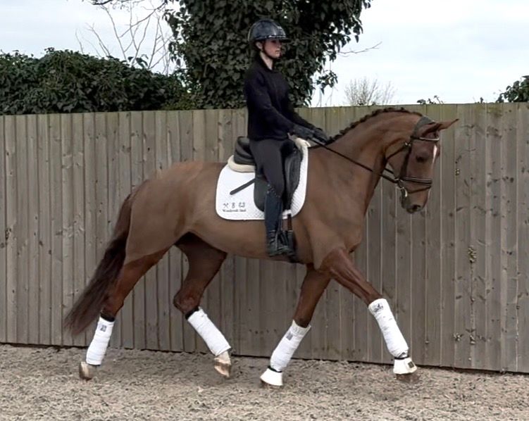 kwpn dressuurpaard merrie 6 years old vos for sale - Photo 5