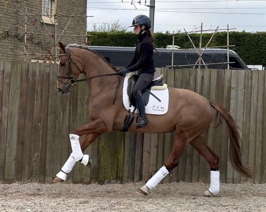 kwpn dressuurpaard merrie 6 years old vos for sale - Photo 6