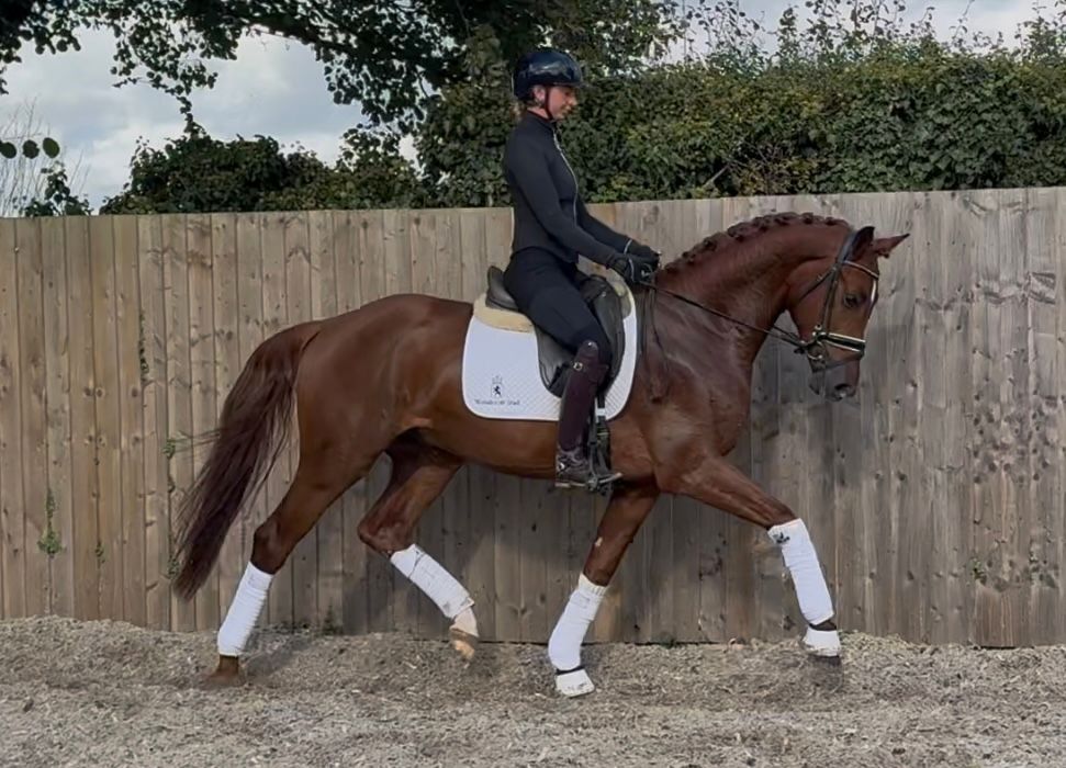 5 Year Old KWPN Gelding by Kjento / United