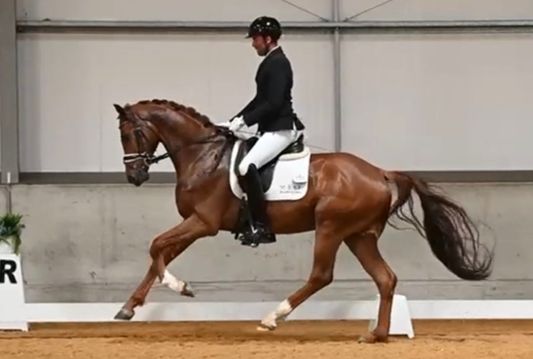 kwpn dressuurpaard ruin 5 years old vos for sale - Photo 2