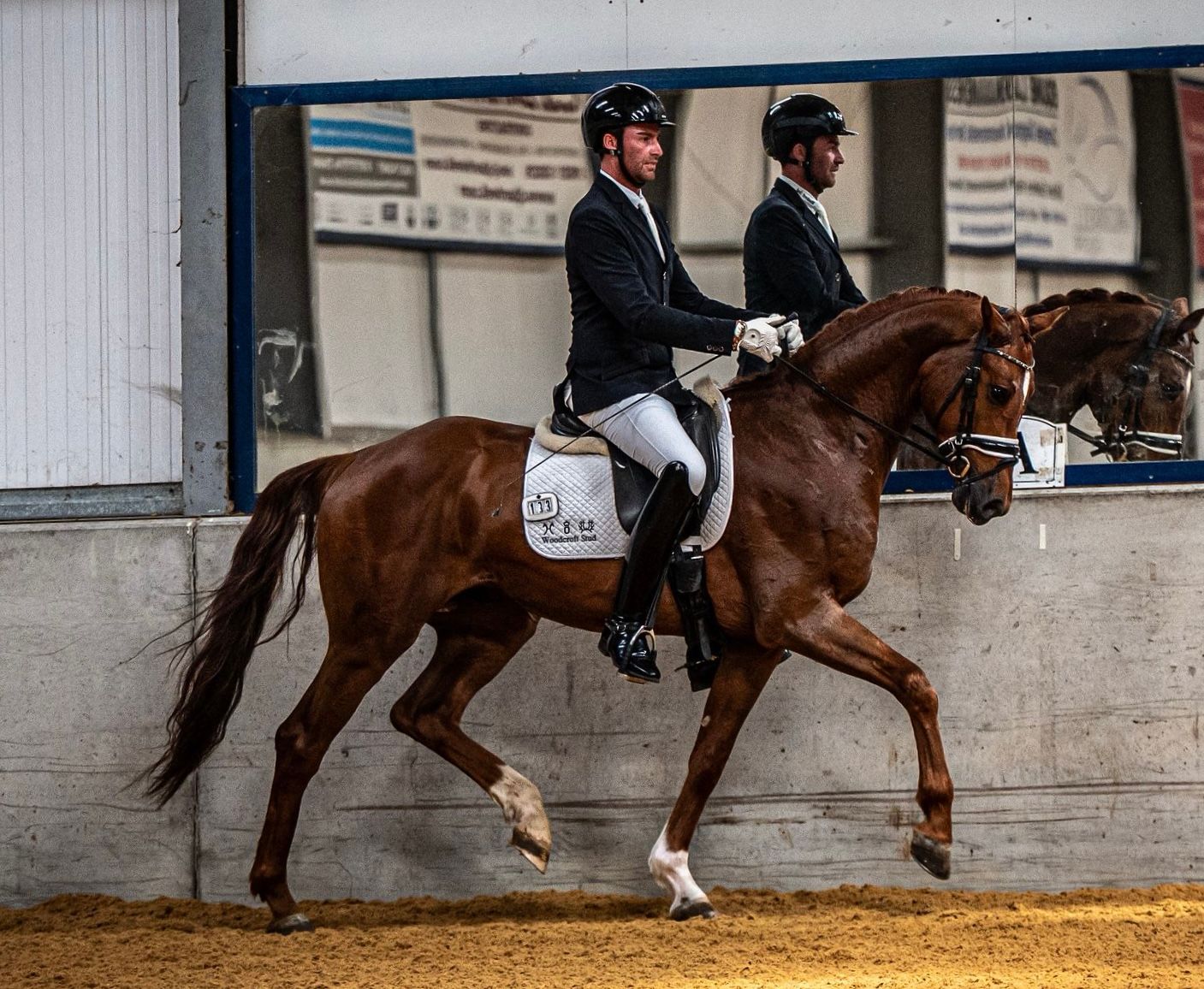 kwpn dressuurpaard ruin 5 years old vos for sale - Photo 3