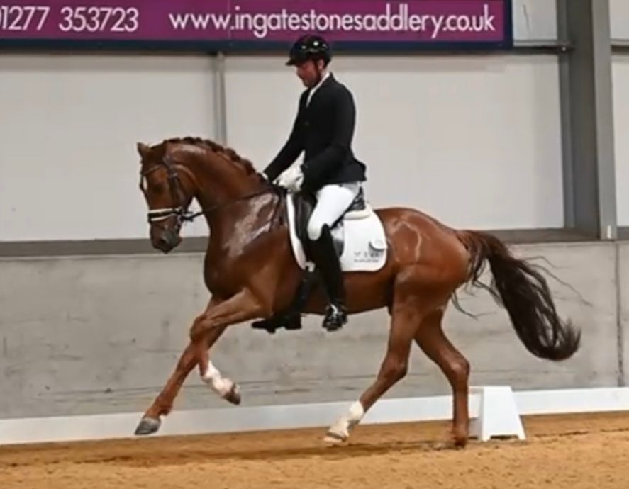 kwpn dressuurpaard ruin 5 years old vos for sale - Photo 4