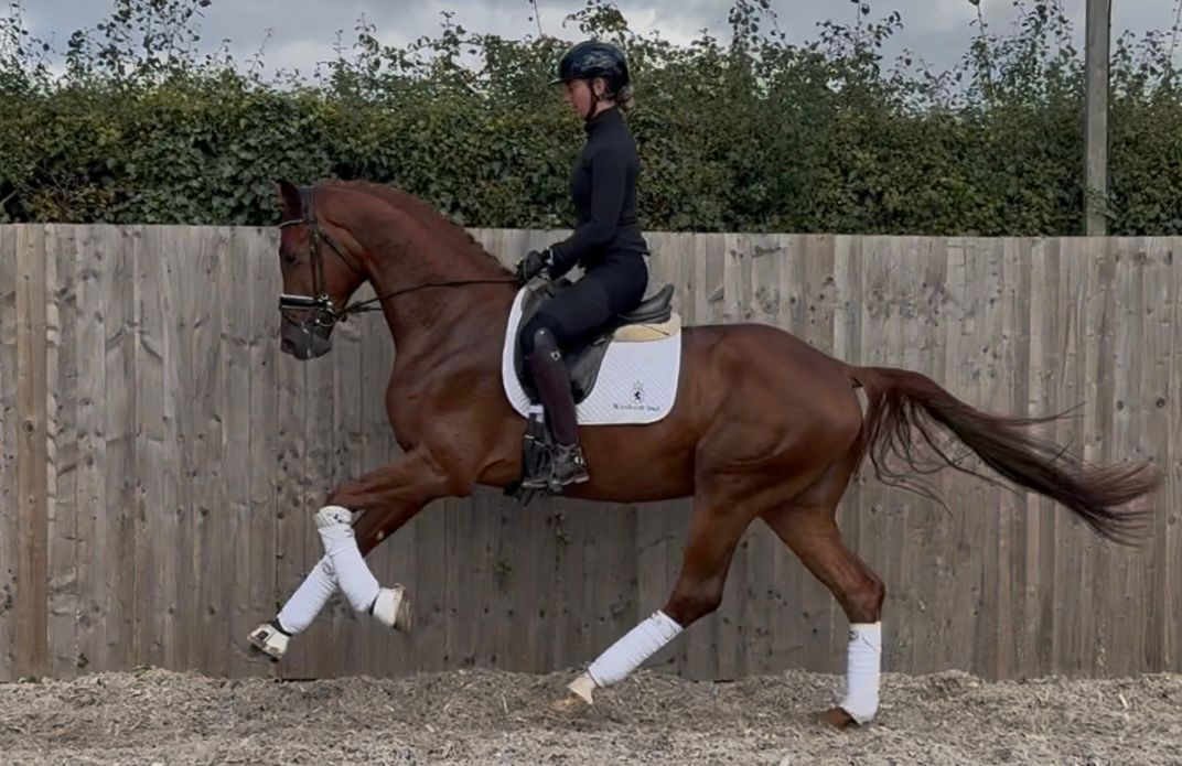 kwpn dressuurpaard ruin 5 years old vos for sale - Photo 6