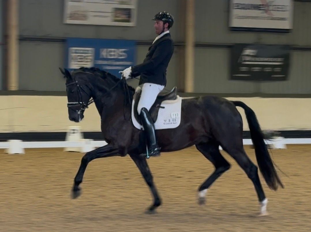 5 Year Old Hanoverian Gelding by Shu Fu (Sezuan) / Don Index
