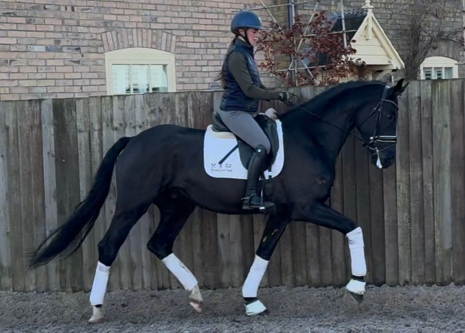 hanovarian dressuurpaard ruin 5 years old zwart for sale - Photo 2