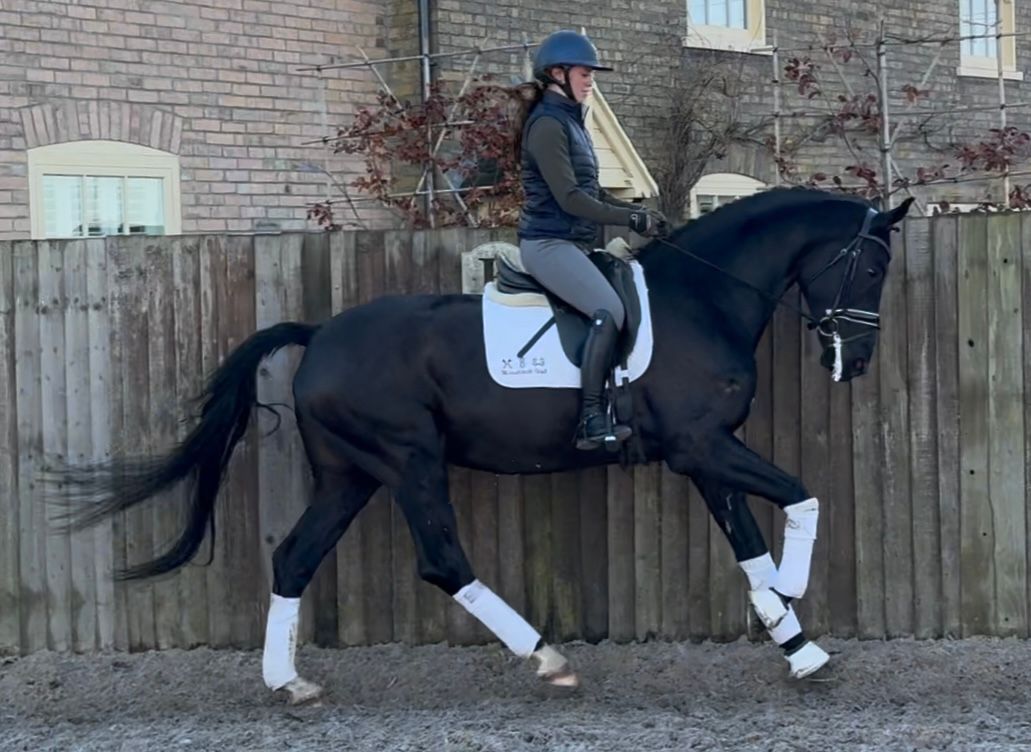 hanovarian dressuurpaard ruin 5 years old zwart for sale - Photo 3