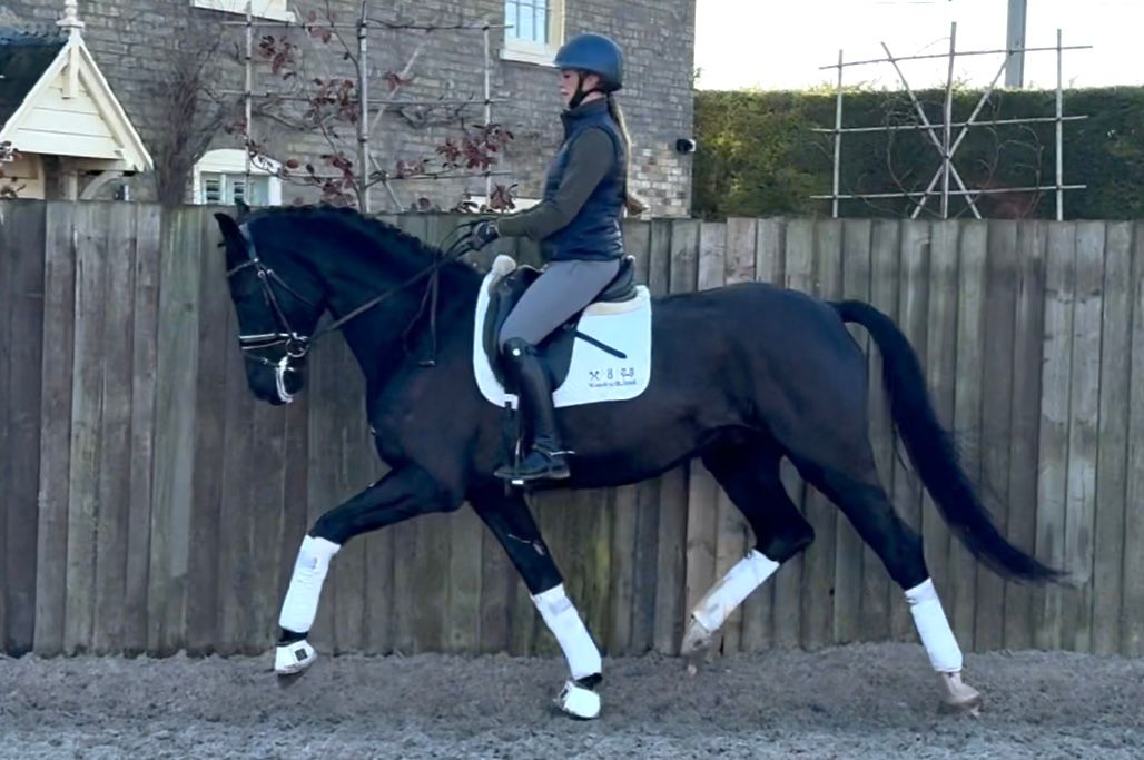 hanovarian dressuurpaard ruin 5 years old zwart for sale - Photo 4