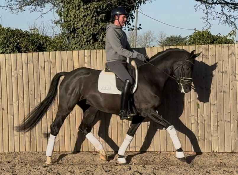 hanovarian dressuurpaard ruin 5 years old zwart for sale - Photo 5