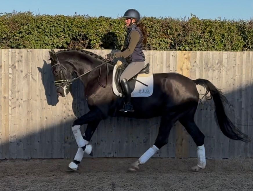 hanovarian dressuurpaard ruin 5 years old zwart for sale - Photo 6