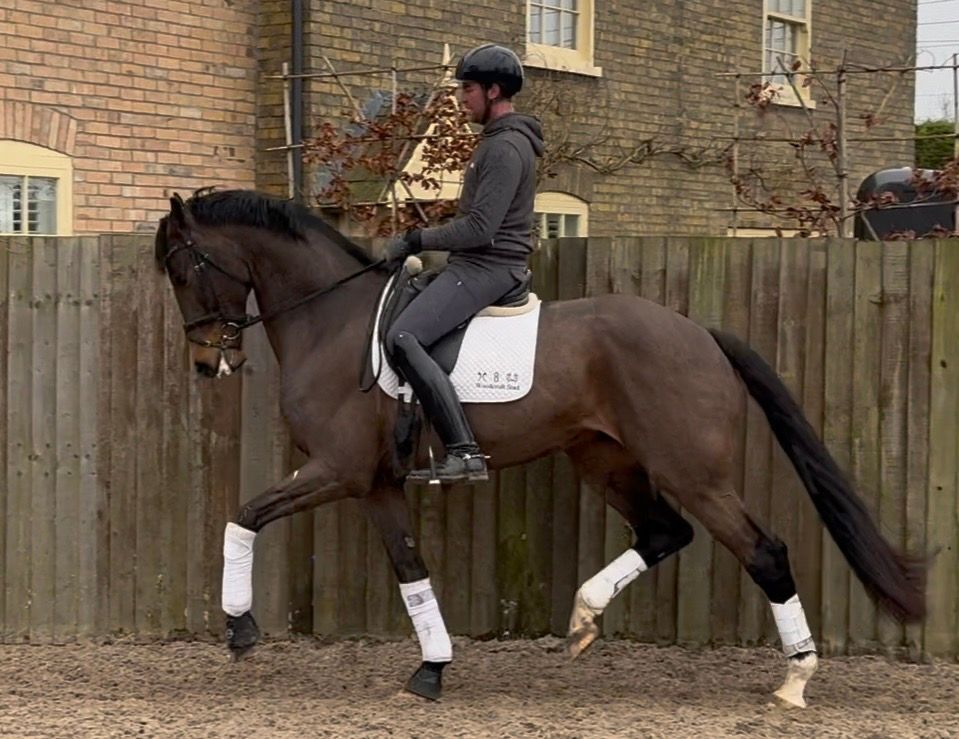 5 Year Old KWPN Gelding By Jameson RS2 / Jazz