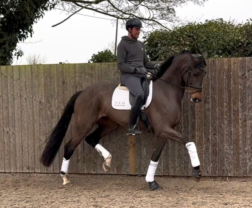 kwpn dressuurpaard ruin 5 years old bruin for sale - Photo 2