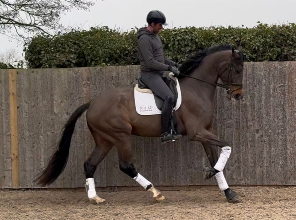 kwpn dressuurpaard ruin 5 years old bruin for sale - Photo 3