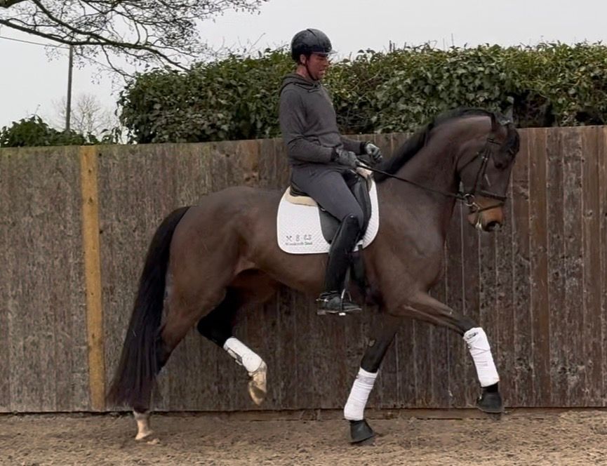 kwpn dressuurpaard ruin 5 years old bruin for sale - Photo 5