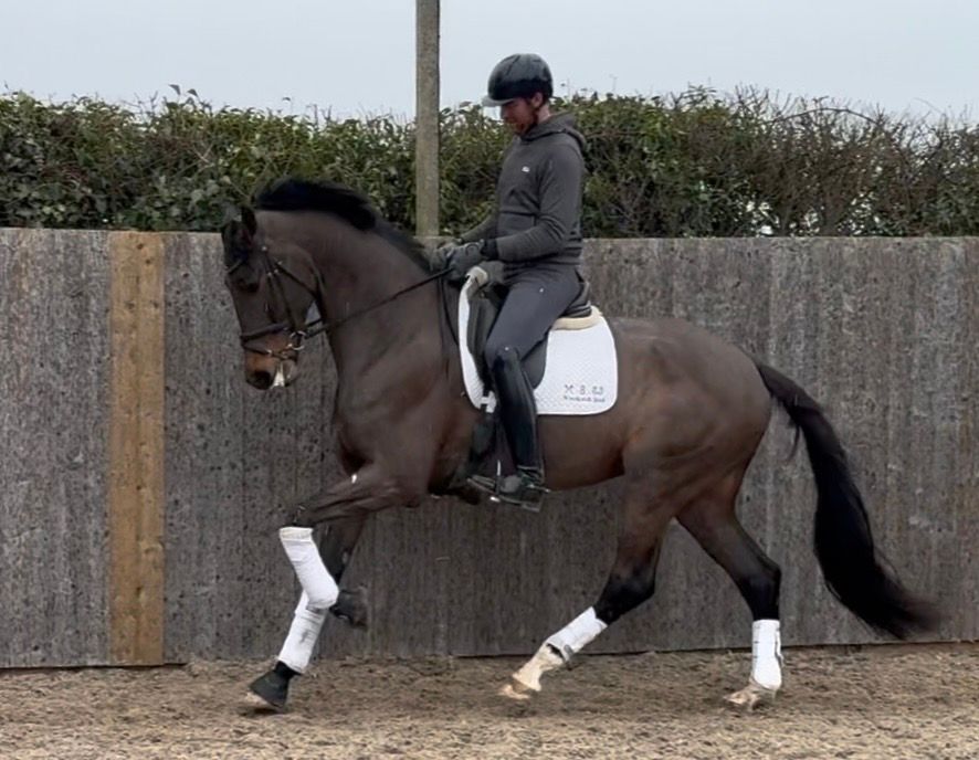 kwpn dressuurpaard ruin 5 years old bruin for sale - Photo 6