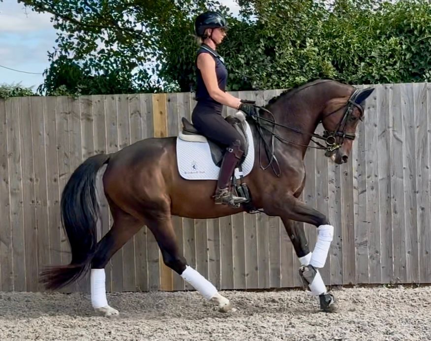 westfalen dressuurpaard ruin 7 years old bruin for sale - Photo 2
