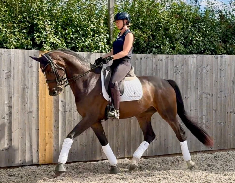 westfalen dressuurpaard ruin 7 years old bruin for sale - Photo 3